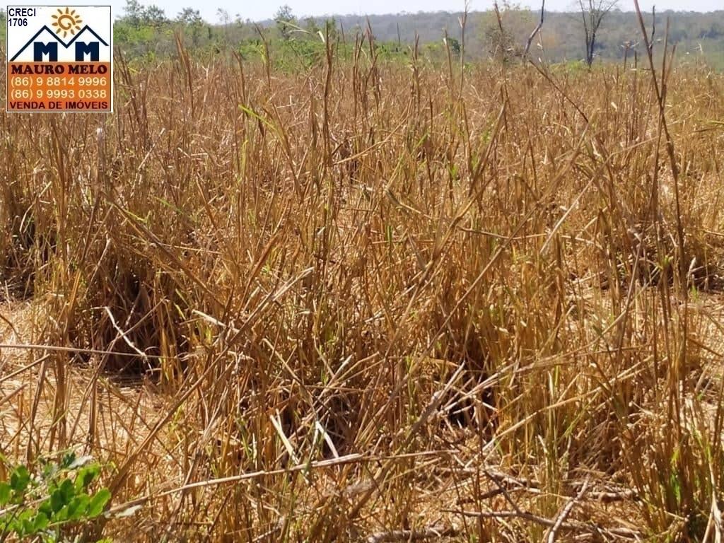 Fazenda à venda - Foto 4